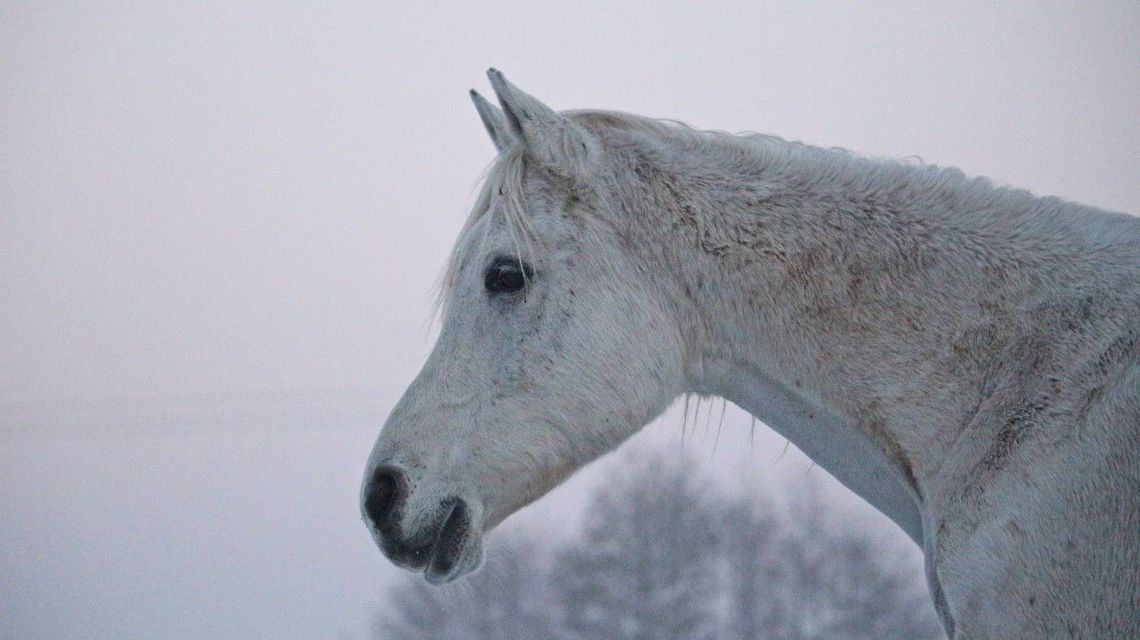 Środek nocy, a po wsi w powiecie kraśnickim spacerowały konie