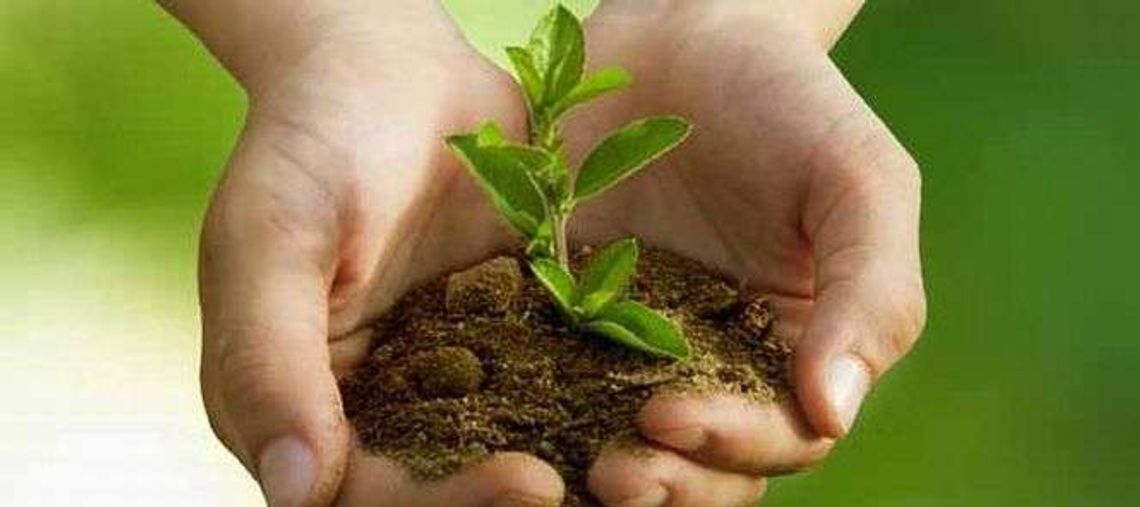 Środki ochrony roślin – jak stosować i gdzie kupować? Środki ochrony roślin – jak stosować i gdzie kupować?