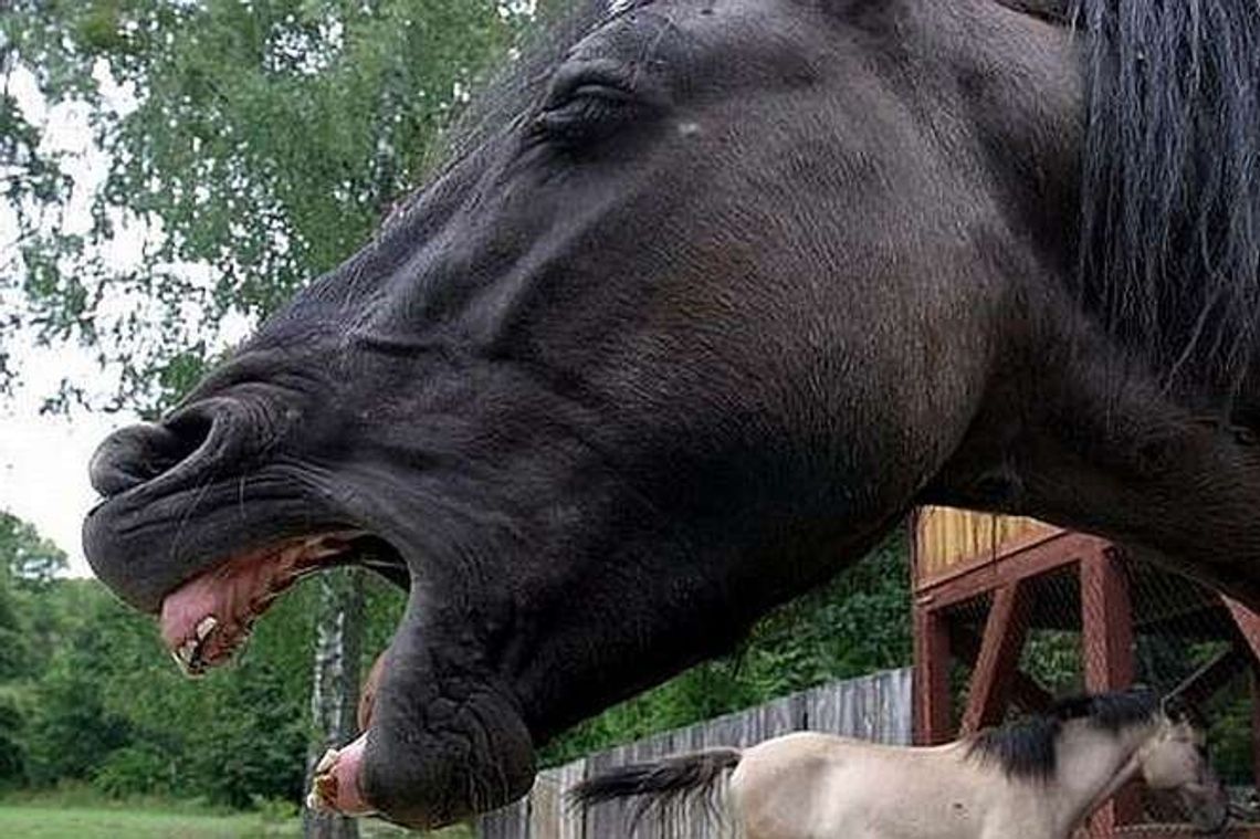 Środkiem ulicy galopował koń. Na rowerze pijany właściciel