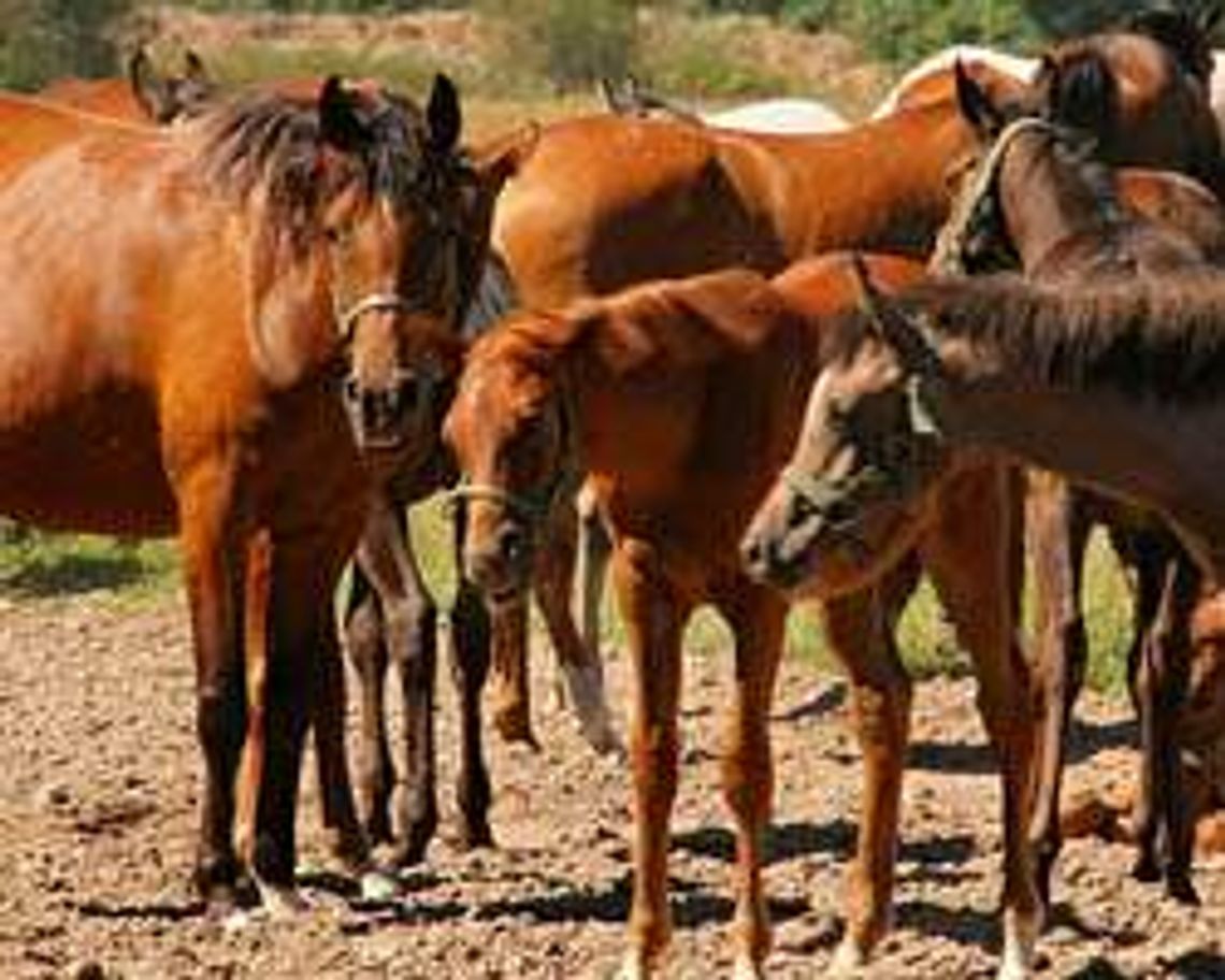 Stadnina koni w Janowie Podl. (nr 7) - 30 głosów