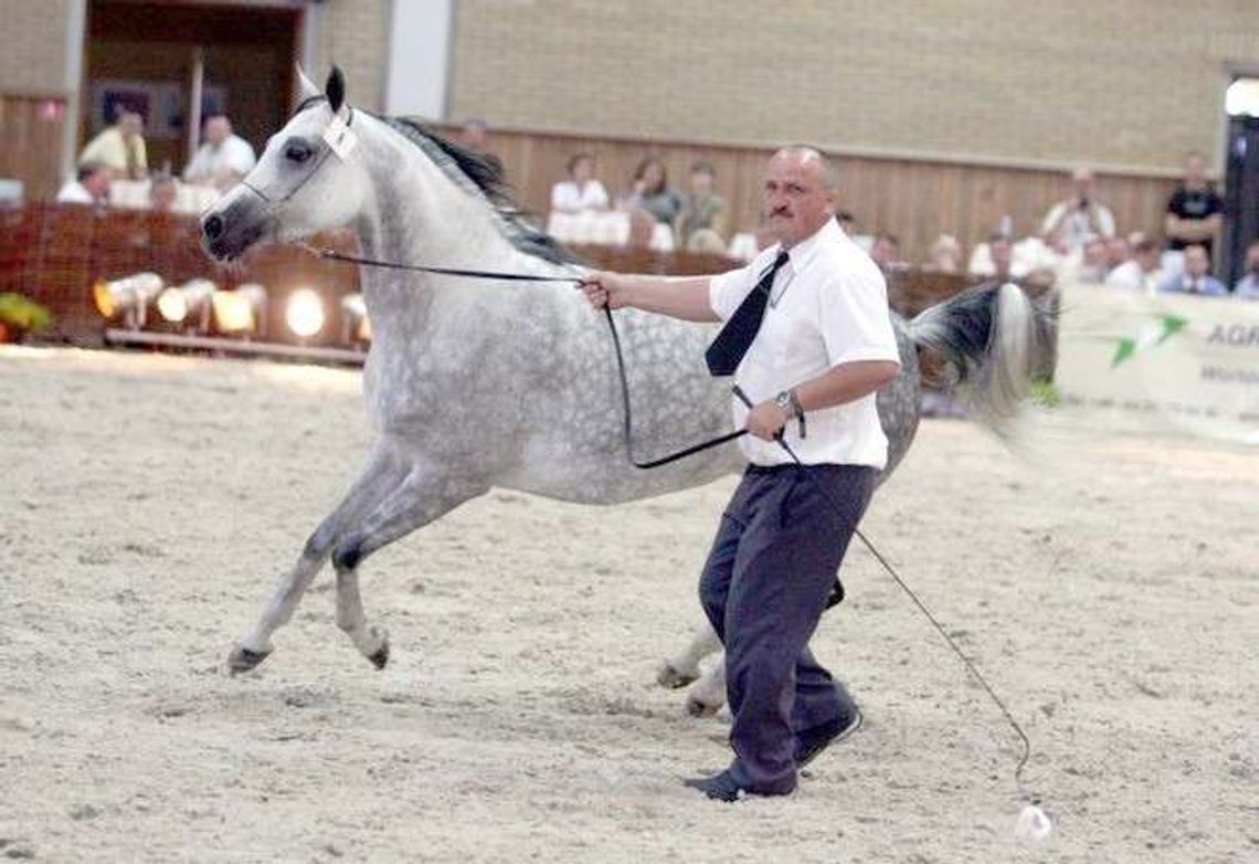 Stadnina rozlicza aukcję arabów. Ile wydano na organizację?