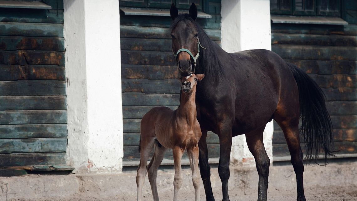 Stadnina w Janowie Podlaskim czeka na plan naprawczy. "Nie istnieje zagrożenie dla kontynuacji jej działalności" Stadnina w Janowie Podlaskim czeka na plan naprawczy. "Nie istnieje zagrożenie dla kontynuacji jej działalności"