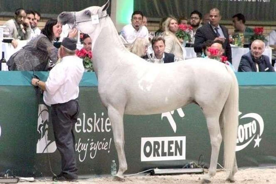 Stadnina w Janowie Podlaskim: Kiedyś zyski były milionowe, a teraz?