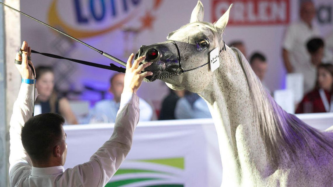 Stadnina w Janowie Podlaskim poczeka kilka miesięcy na wsparcie finansowe