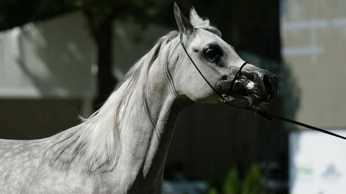 Stadnina w Janowie Podlaskim powitała pierwszą klaczkę w tym roku. Ma być jeszcze 116 źrebiąt