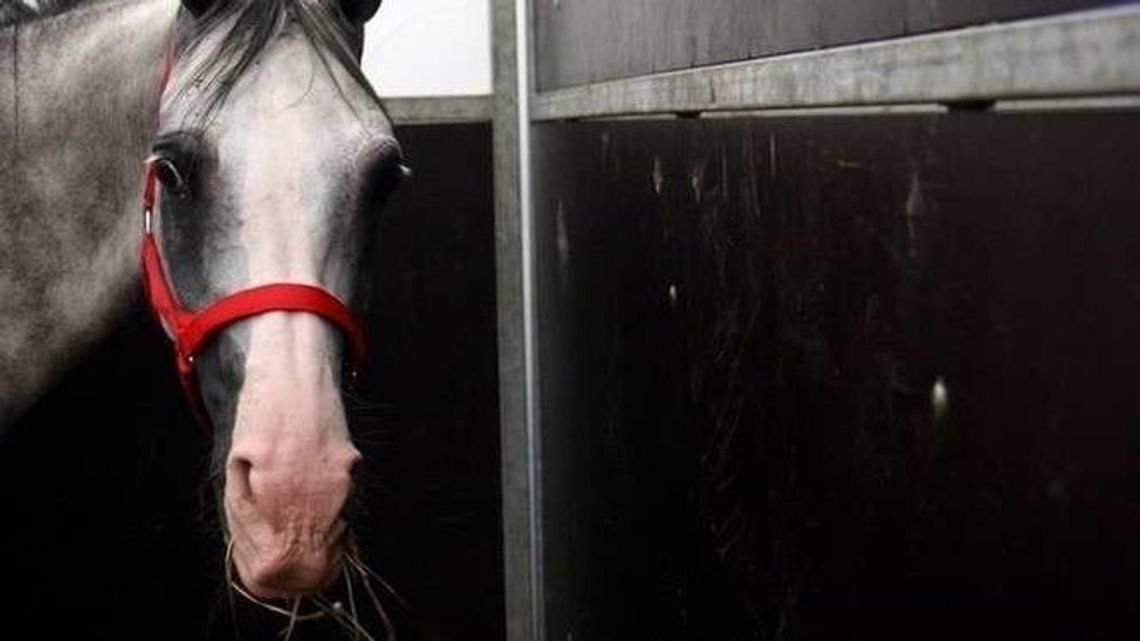 Stadnina w Janowie Podlaskim ze stratą 3,2 mln zł. Bydło w skandalicznych warunkach Stadnina w Janowie Podlaskim ze stratą 3,2 mln zł. Bydło w skandalicznych warunkach