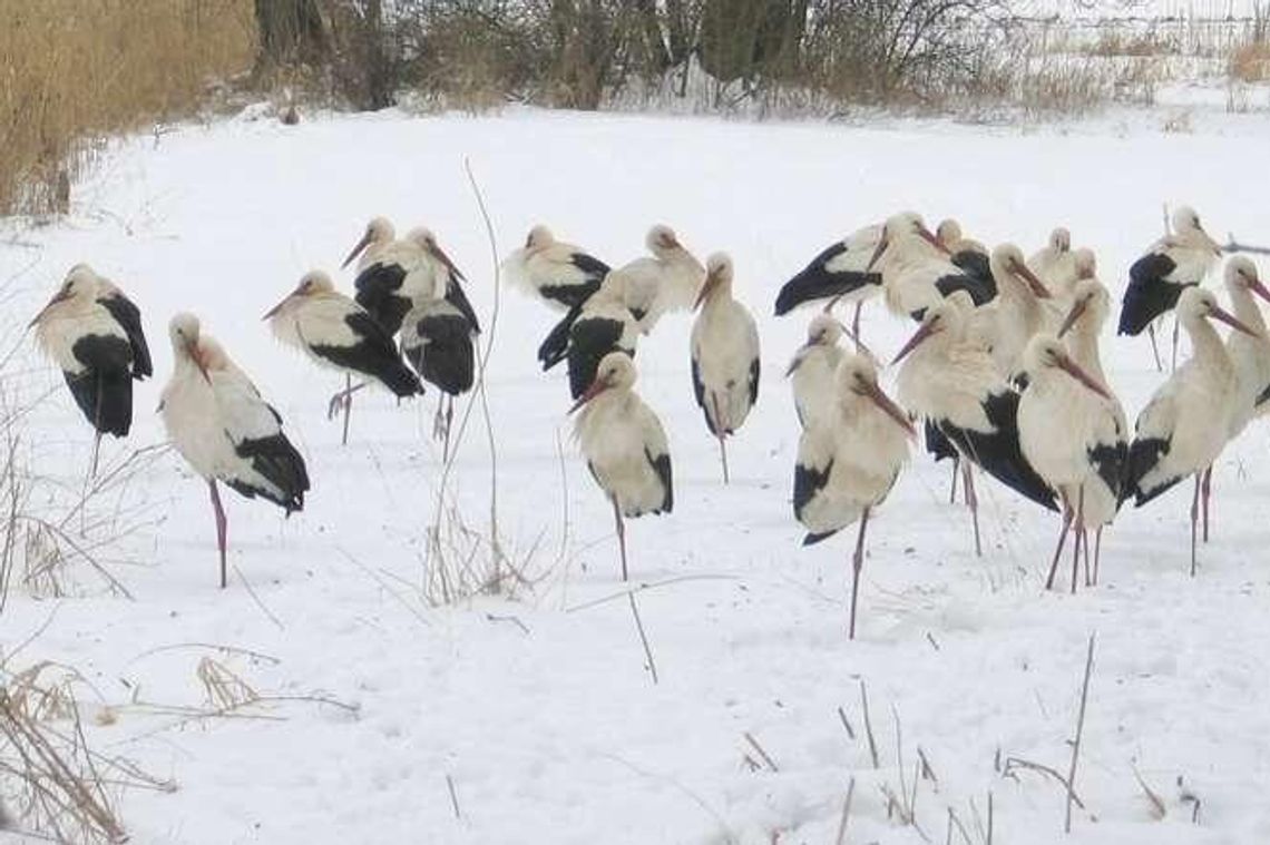 Stado bocianów odleciało z Targowiska. "Zrobiło się smutniej"