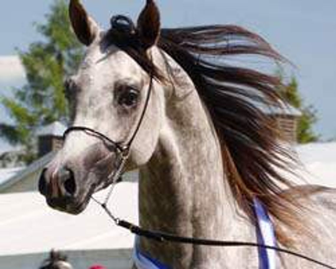 Stado ogierów w Białce (nr 26) - 0 głosów