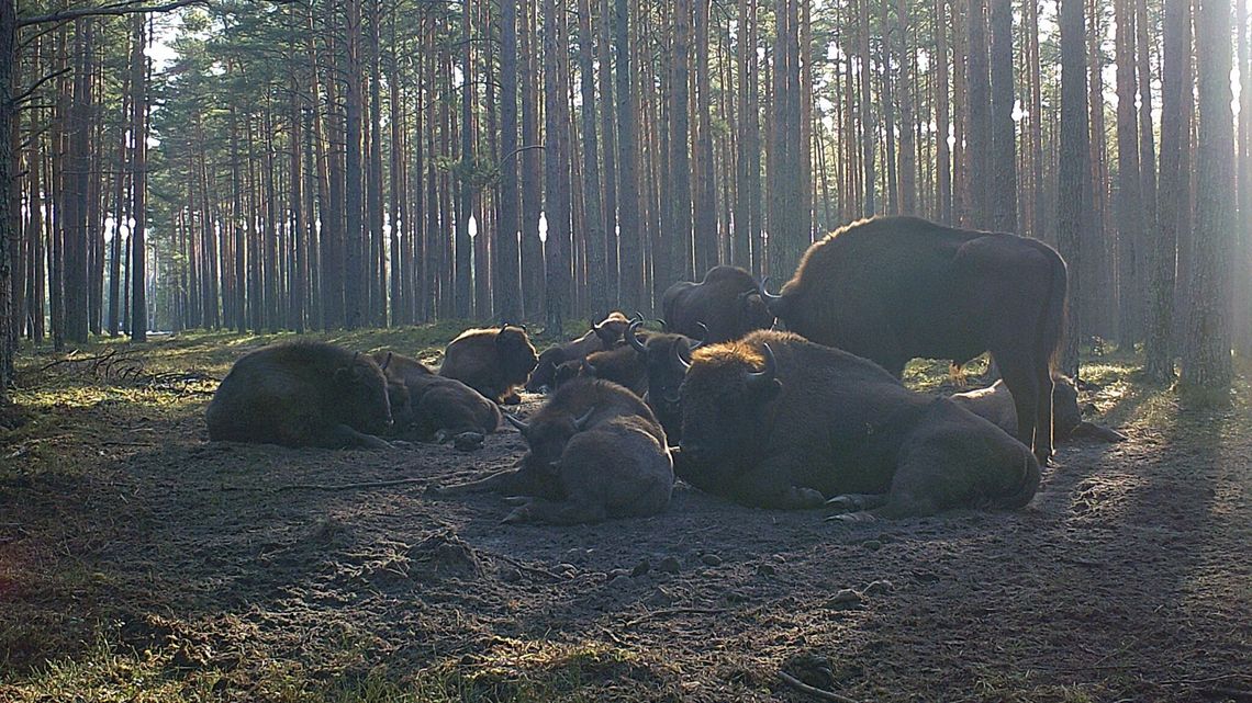 Stado żubrów w Lasach Janowskich wkrótce może się powiększyć