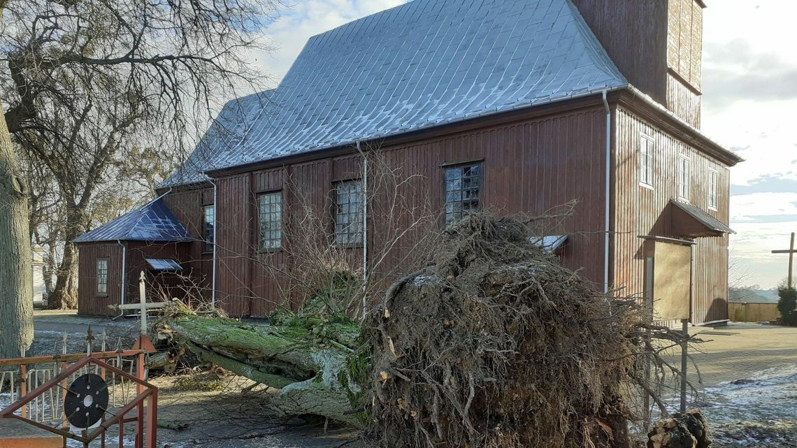 Stare drzewa chylą się na zabytkowy kościół. "Pierwsza lipa runęła w 2017 roku"
