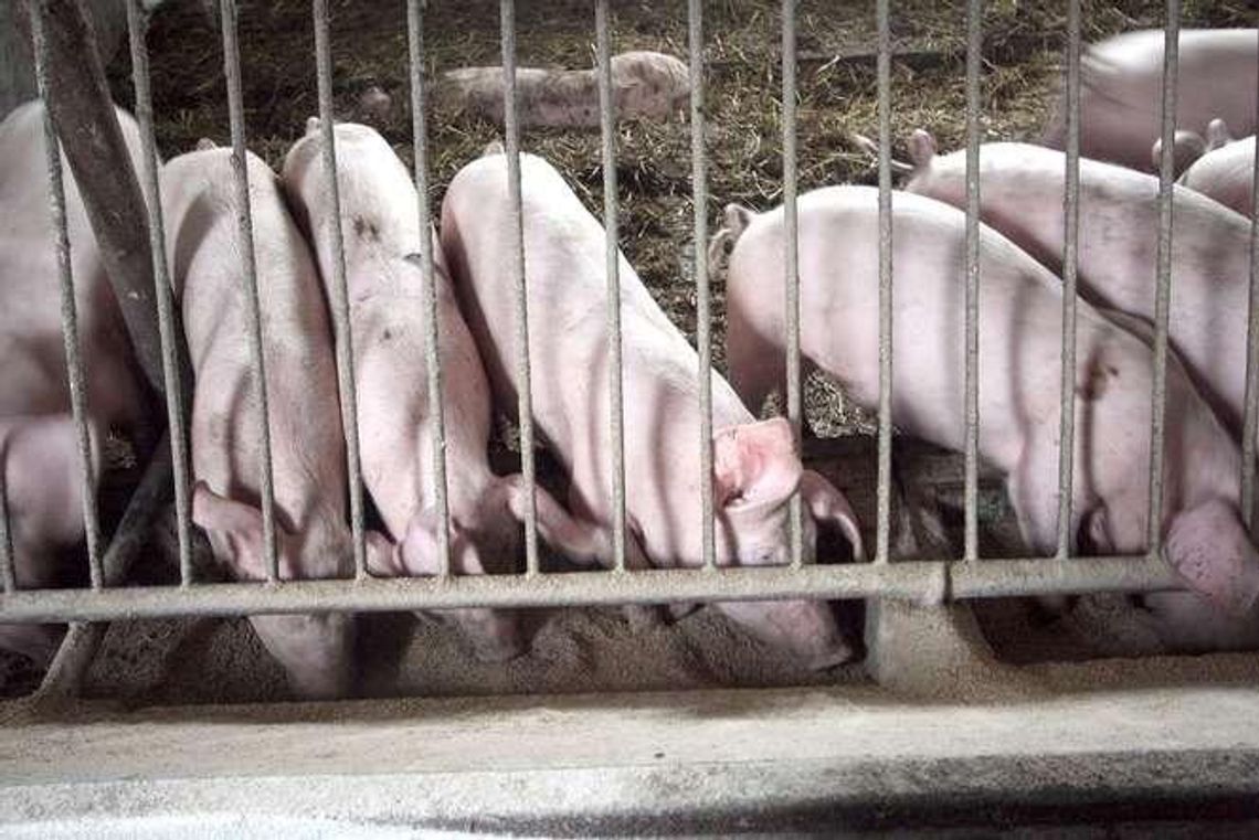 Stare Wierzchowiska: Chcą zbudować chlewnię koło domów. Protest mieszkańców Stare Wierzchowiska: Chcą zbudować chlewnię koło domów. Protest mieszkańców