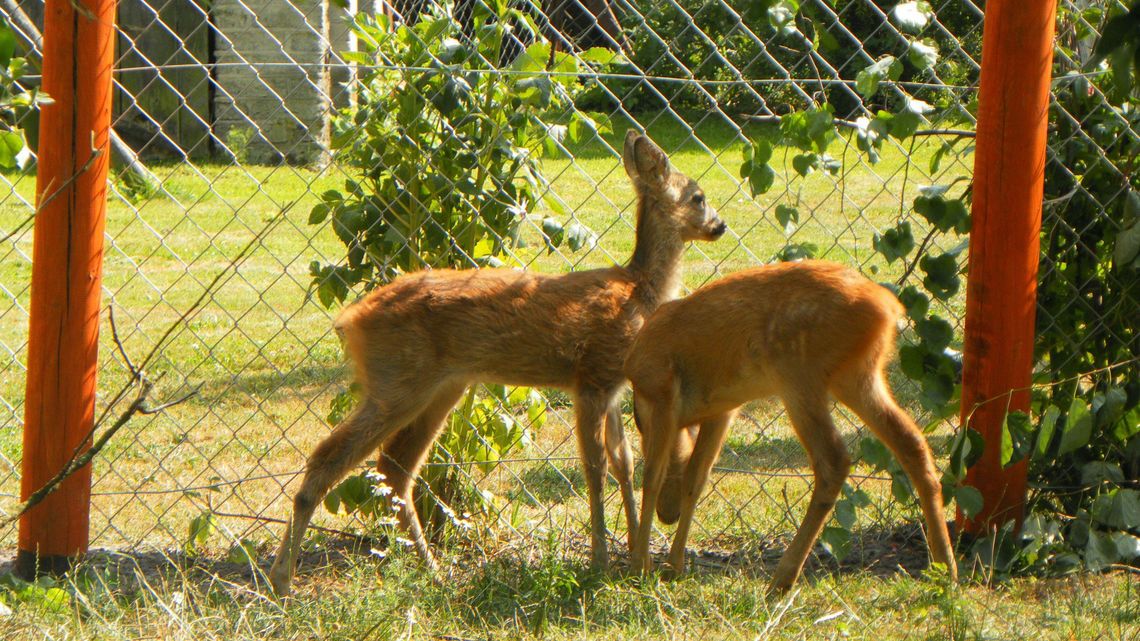 Stare Załucze. To tam leczą bociany oraz myszołowy, sowy i bączki Stare Załucze. To tam leczą bociany oraz myszołowy, sowy i bączki