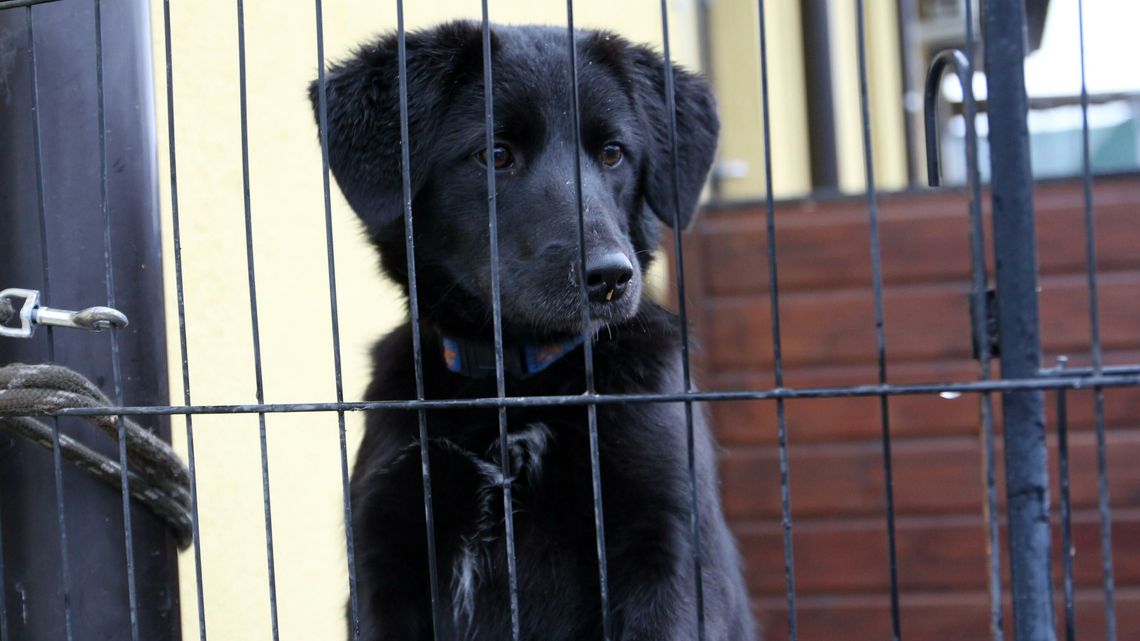 Startuje zbiórka karmy dla zwierząt ze schroniska