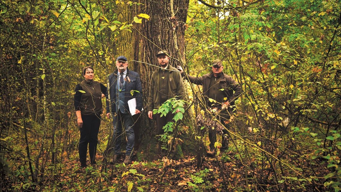 Stary dąb ma już imię. Teraz czeka na uchwałę radnych