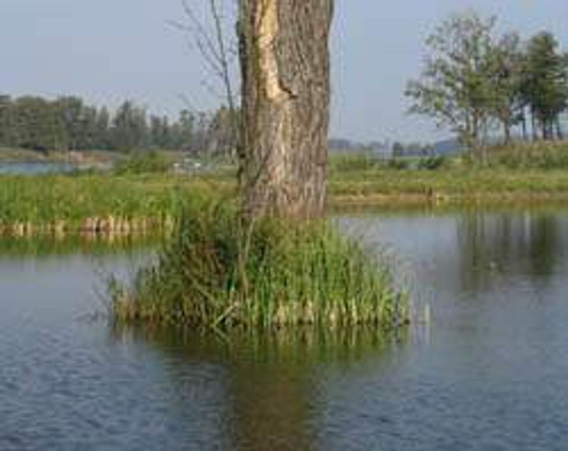 Stawy w Siemieniu (nr 53) - 32 głosy