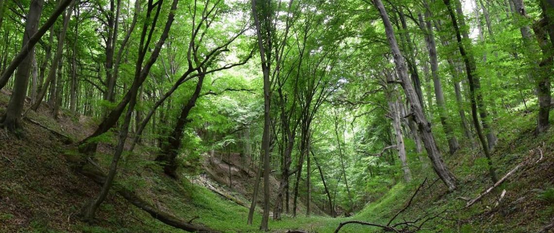 Rezerwat przyrody Zabytów