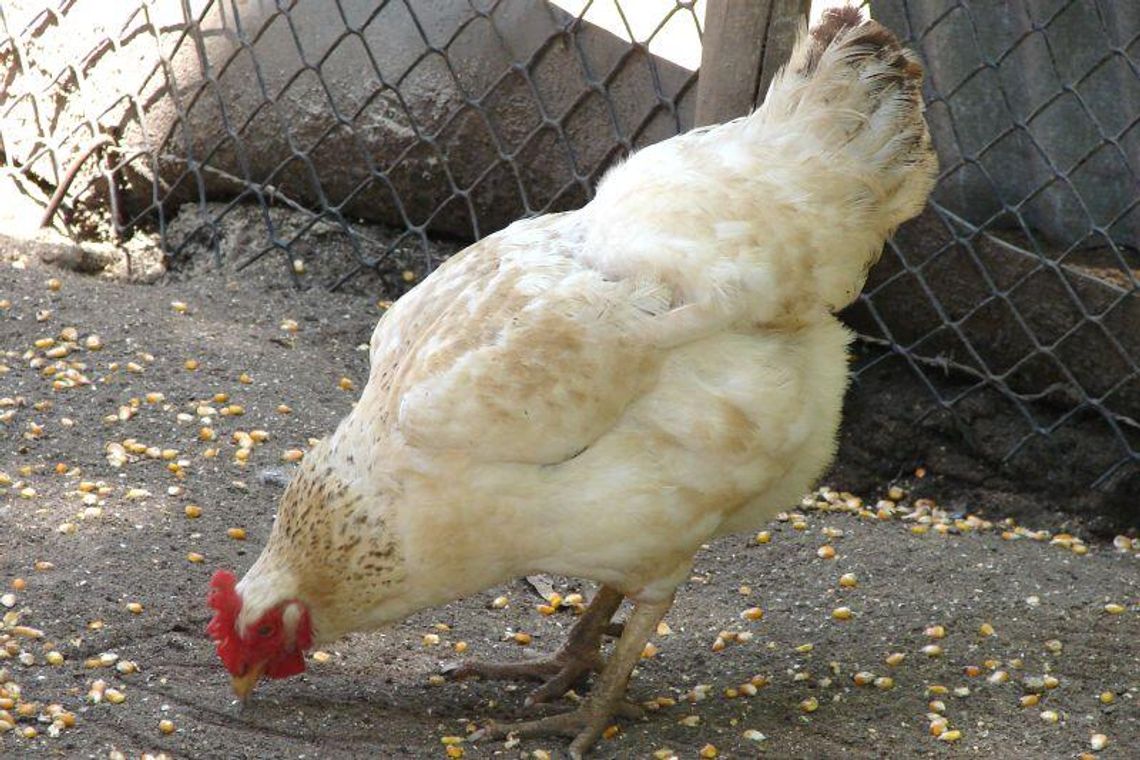 Strachosław: Złodziej spustoszył kurnik. Ukradł 14 kur i koguta