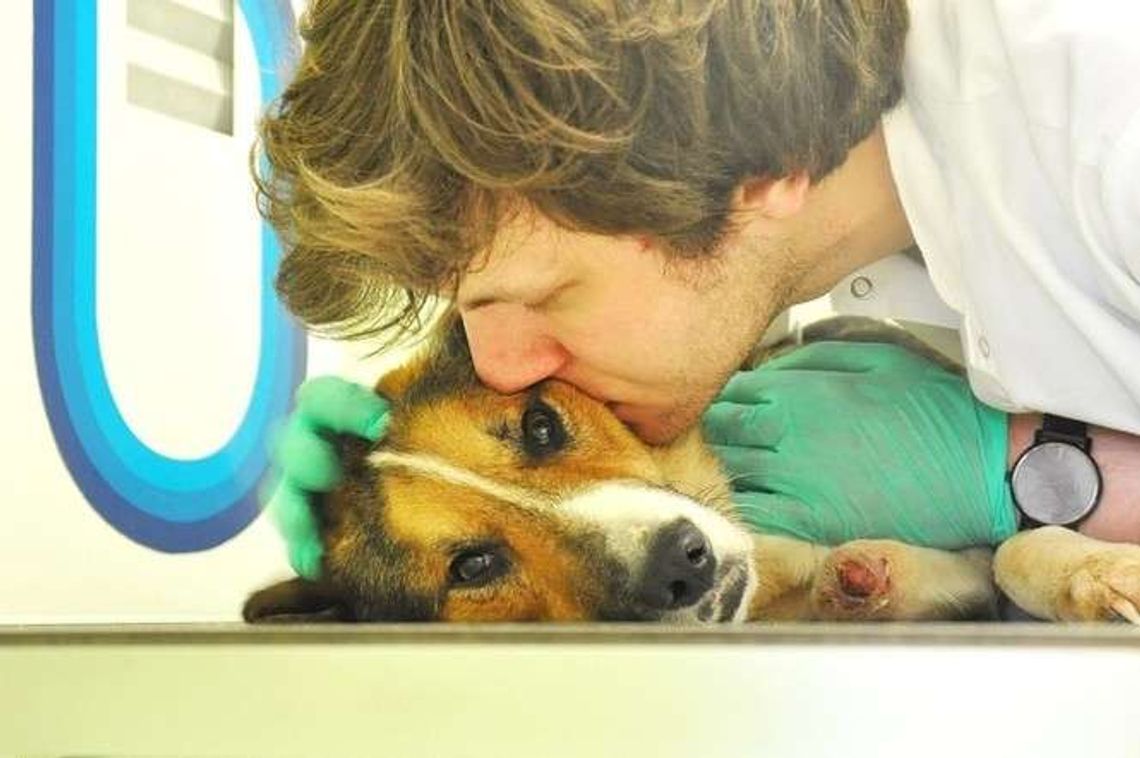 Stracił dwie łapy we wnykach, przeżył dzięki dobrym ludziom. Pies Forest dostanie protezy Stracił dwie łapy we wnykach, przeżył dzięki dobrym ludziom. Pies Forest dostanie protezy