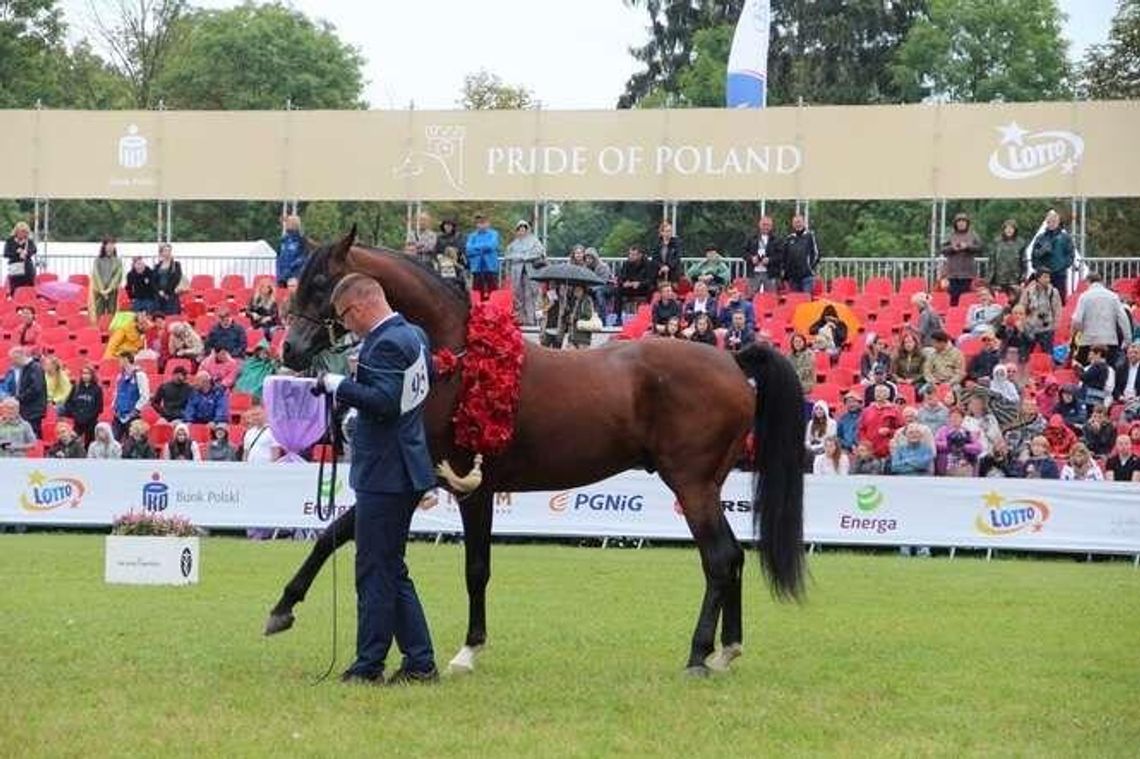 Stracimy Narodowy Pokaz Koni Czystej Krwi Arabskiej? "Takie pomysły godzą w stadninę i region"