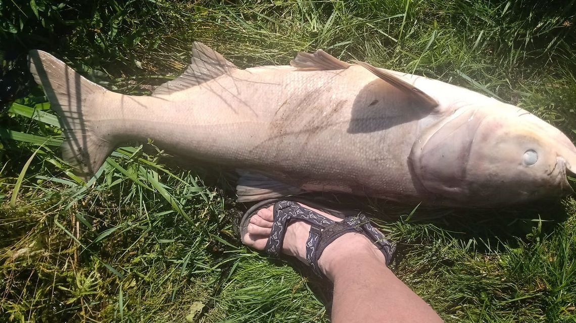 Straszny widok nad stawem w Sernikach. Mnóstwo śniętych ryb w wodzie i na brzegu