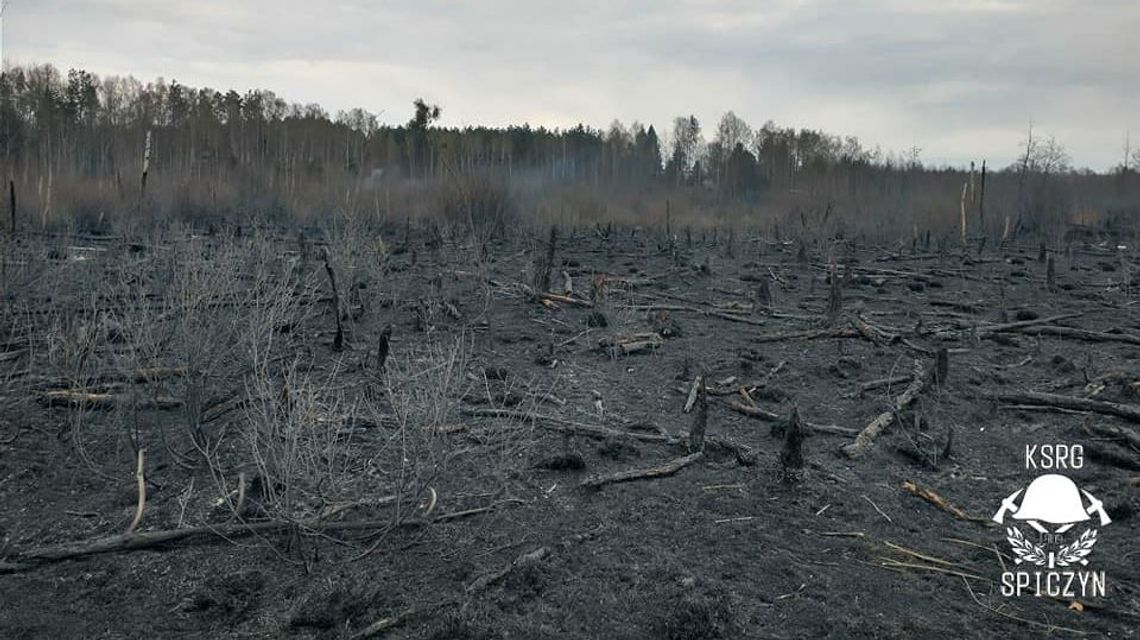 Straszny widok po pożarach lasów nad jeziorem Piaseczno. Strażacy liczą, że "zostanie wynalezione lekarstwo na ludzką głupotę"