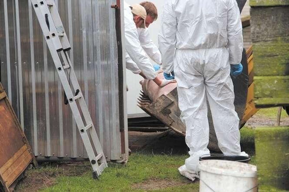 Straty po ASF: Dlaczego większość rolników nie dostało odszkodowań? Straty po ASF: Dlaczego większość rolników nie dostało odszkodowań?