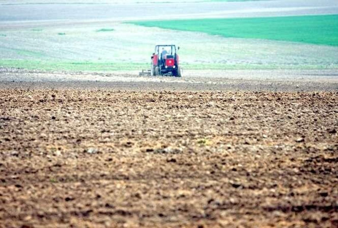 Straty w rolnictwie. Przymrozki i brak śniegu zaszkodziły rzepakowi Straty w rolnictwie. Przymrozki i brak śniegu zaszkodziły rzepakowi