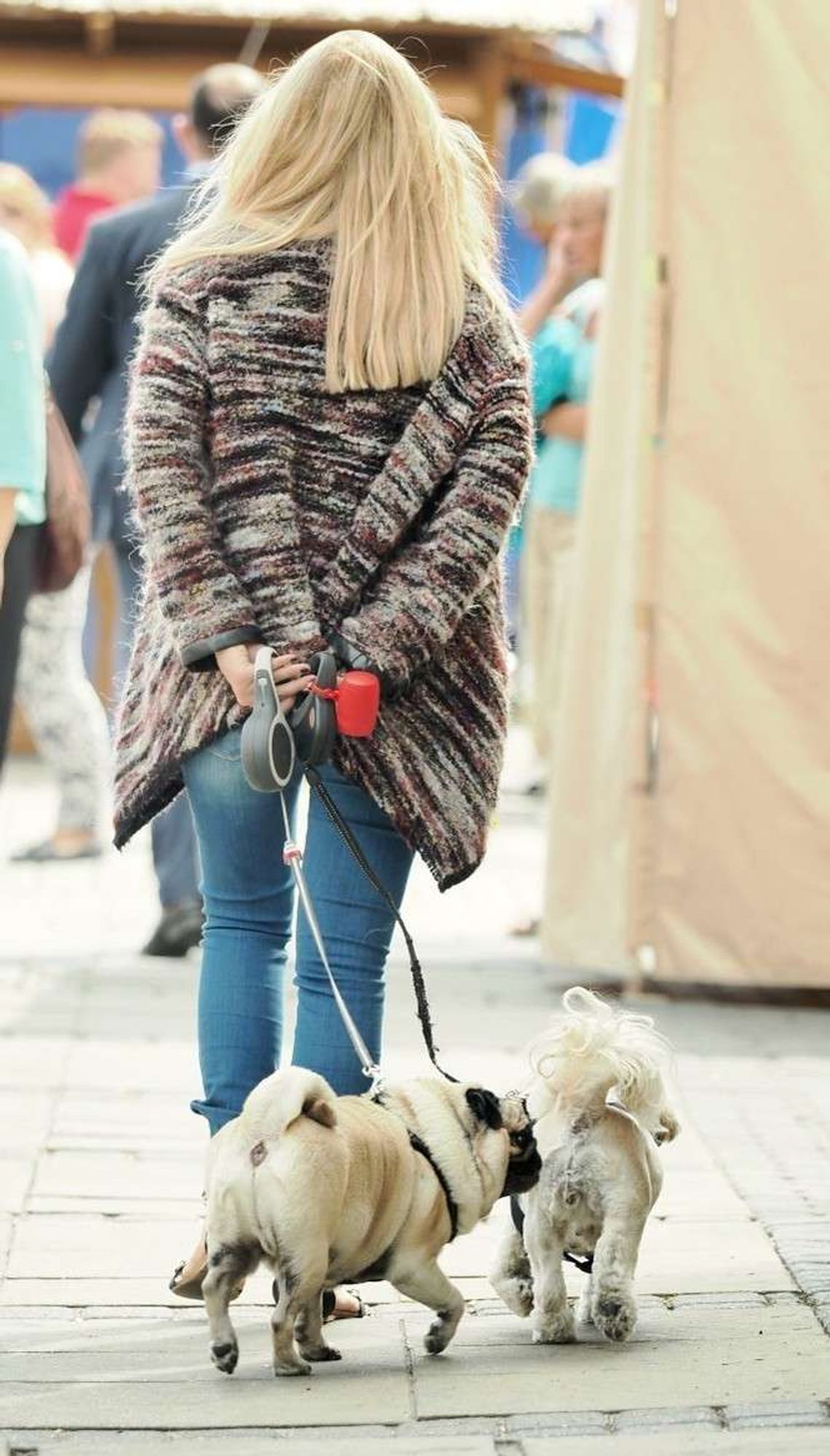 Straż Miejska kontra właściciele psów