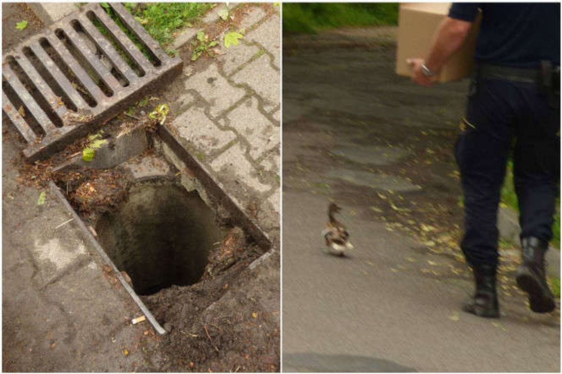 Straż Miejska uratowała sześć małych kaczek. Wpadły do studzienki