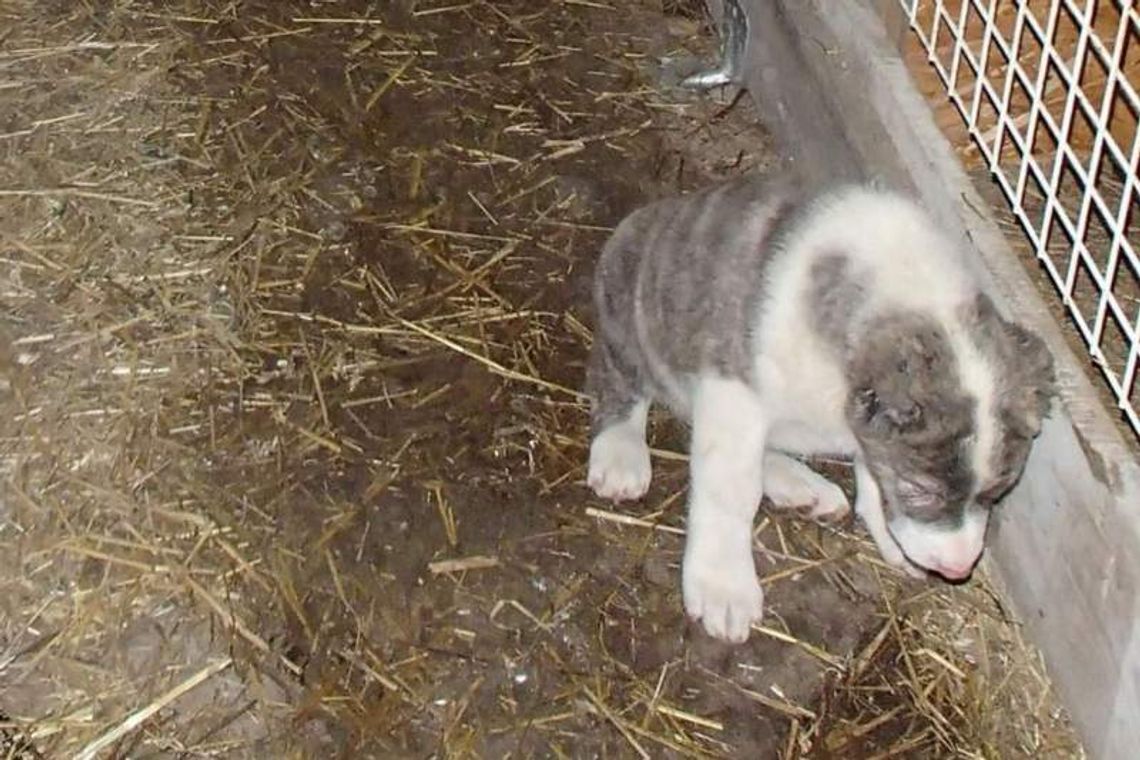 Straż Ochrony Zwierząt zabrała mu rasowe psy. Poskarżył się prokuraturze