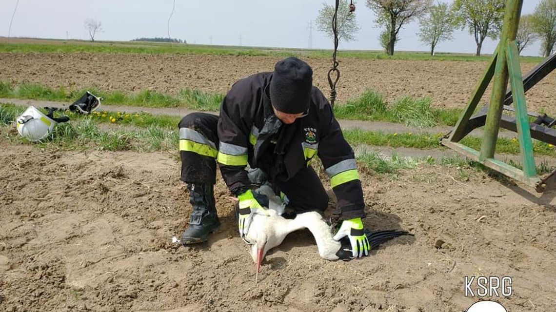 Strażacy na pomoc bocianowi. Zaplątał się na plantacji chmielu