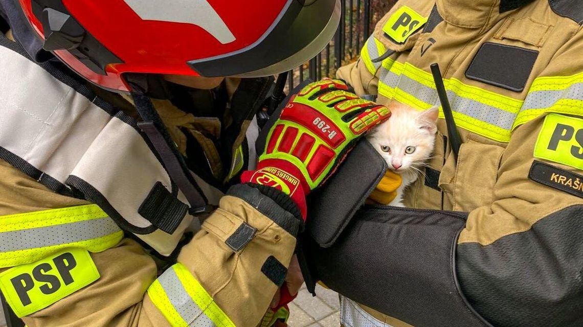 Strażacy nie tylko gaszą pożary. Ratują też ciekawskie koty Strażacy nie tylko gaszą pożary. Ratują też ciekawskie koty
