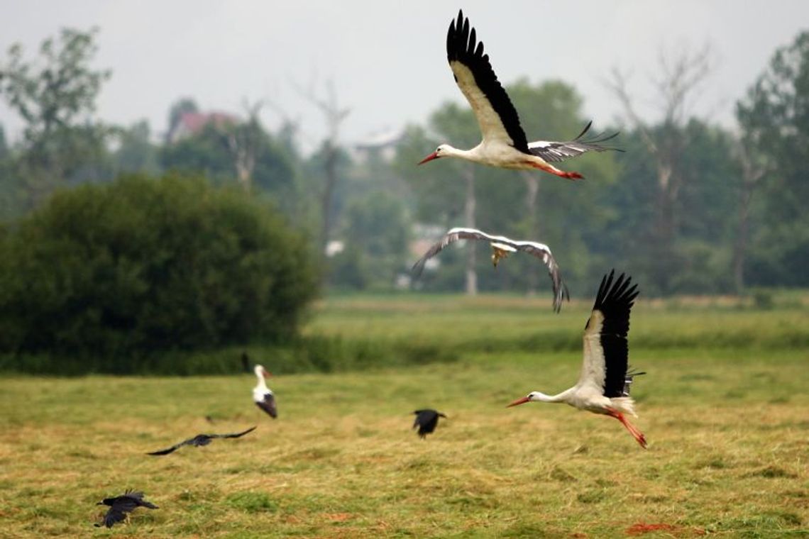 Strażacy ochotnicy dostali sprzęt do ratowania bocianów