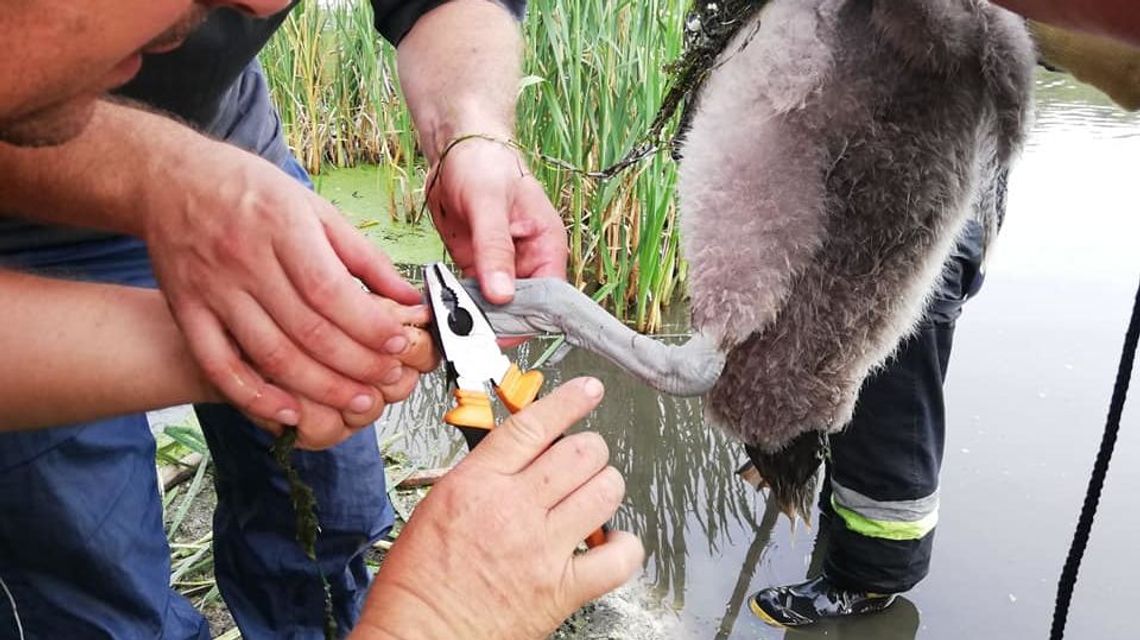 Strażacy ochotnicy z Radecznicy uratowali młodego łabędzia z opresji