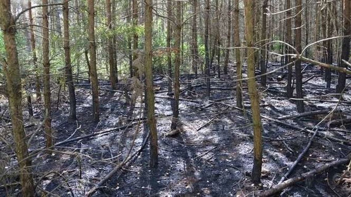 Strażacy podpalali? Najpierw się przyznali, ale potem stwierdzili, że byli zastraszani