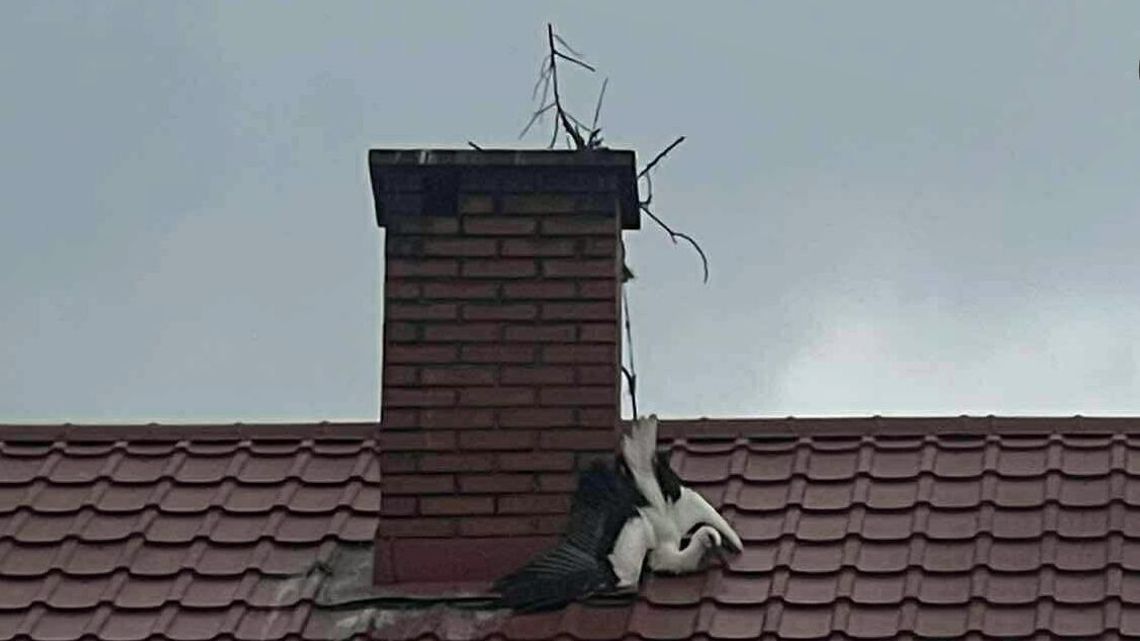 Strażacy uratowali boćka