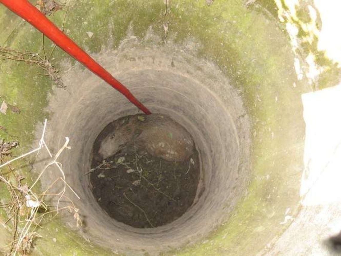 Strażacy uratowali dzika uwięzionego w studni Strażacy uratowali dzika uwięzionego w studni