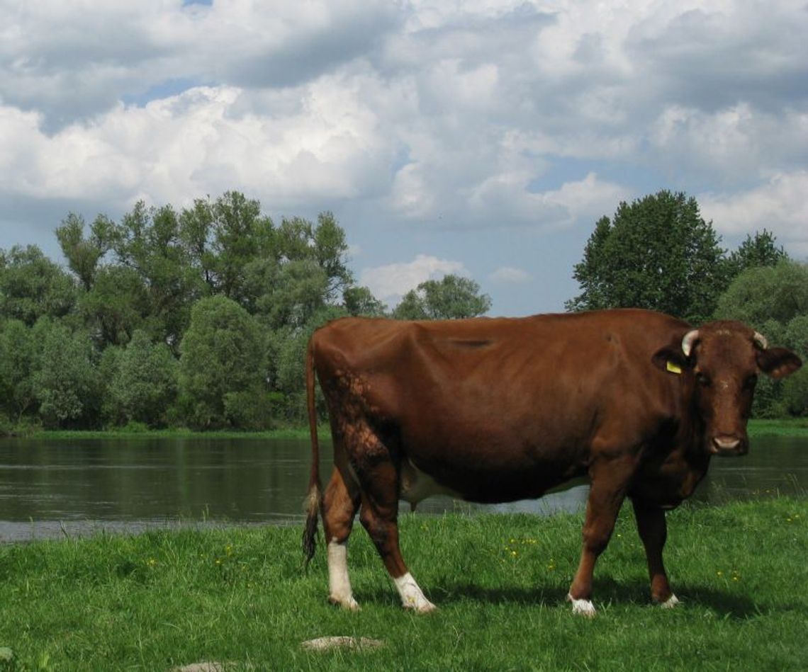 Strażacy uratowali krowę, która wpadła do Bugu
