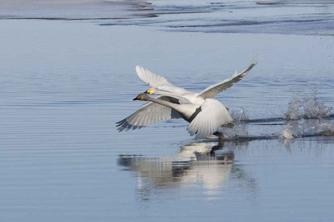 Strażacy uratowali łabędzia