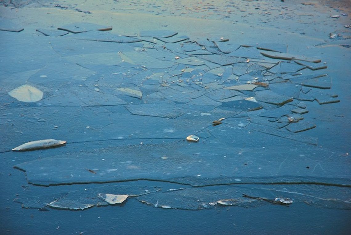 Strażacy uratowali psa dryfującego na krze