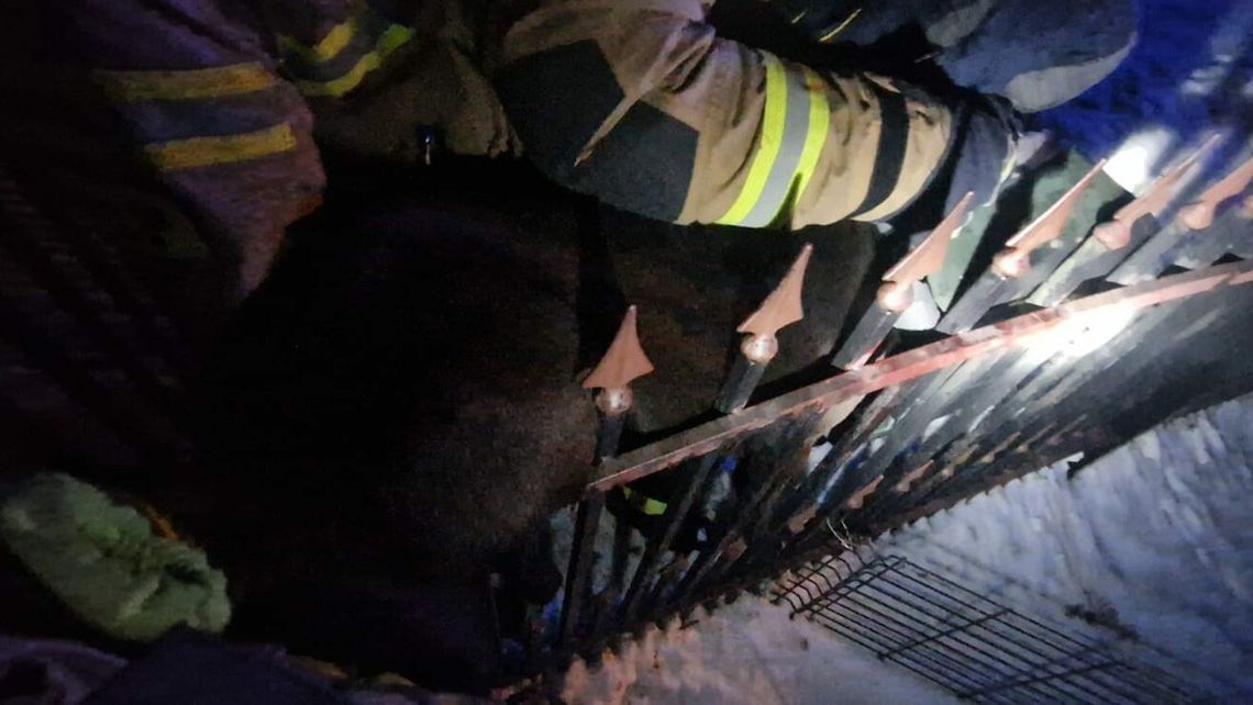 Strażacy uwolnili psa, który zawisł na ogrodzeniu Strażacy uwolnili psa, który zawisł na ogrodzeniu