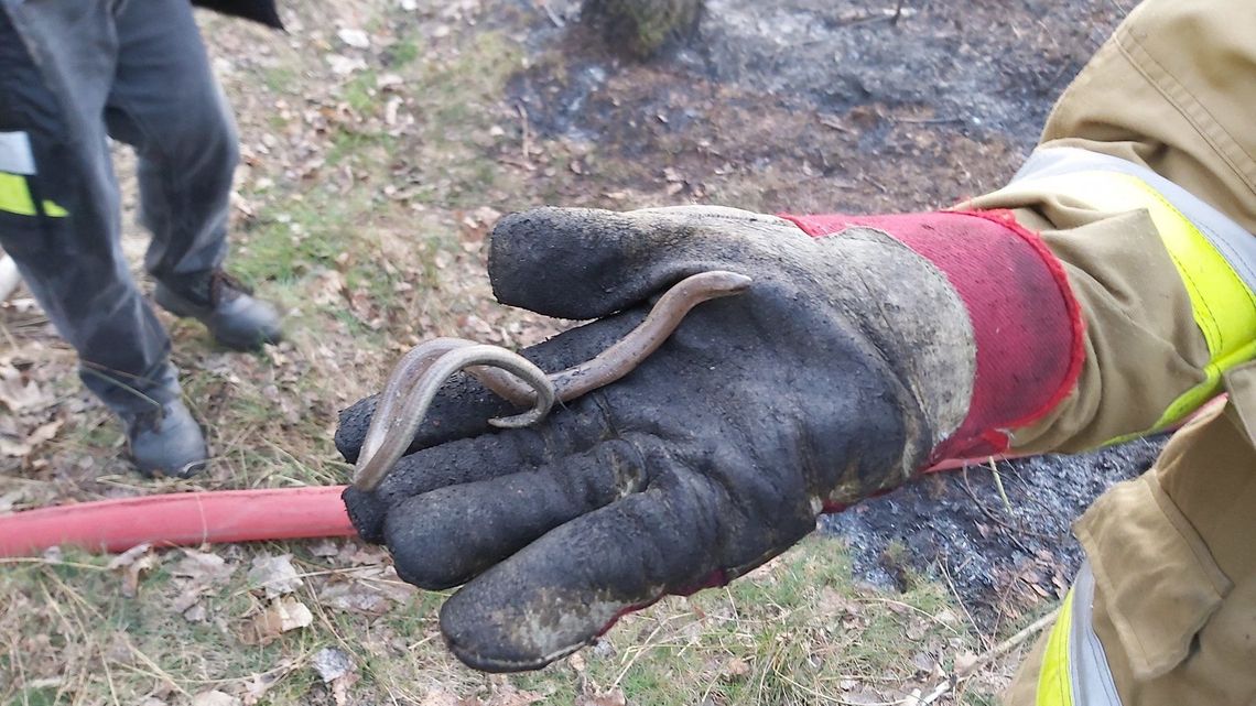 Strażacy walczyli z pożarem lasu. Uratowali też...jaszczurkę Strażacy walczyli z pożarem lasu. Uratowali też...jaszczurkę
