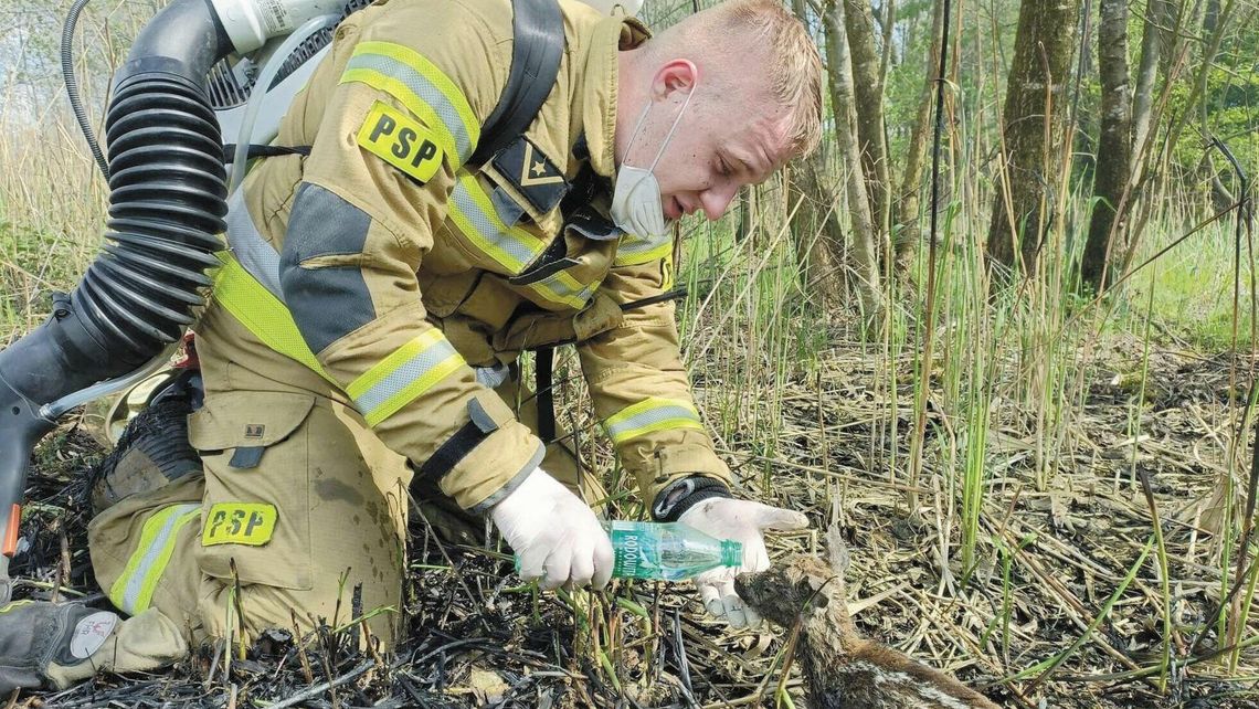 Strażacy wyciągnęli kilkudniowe sarenki z pogorzeliska. "Organizm nie wytrzymał" Strażacy wyciągnęli kilkudniowe sarenki z pogorzeliska. "Organizm nie wytrzymał"