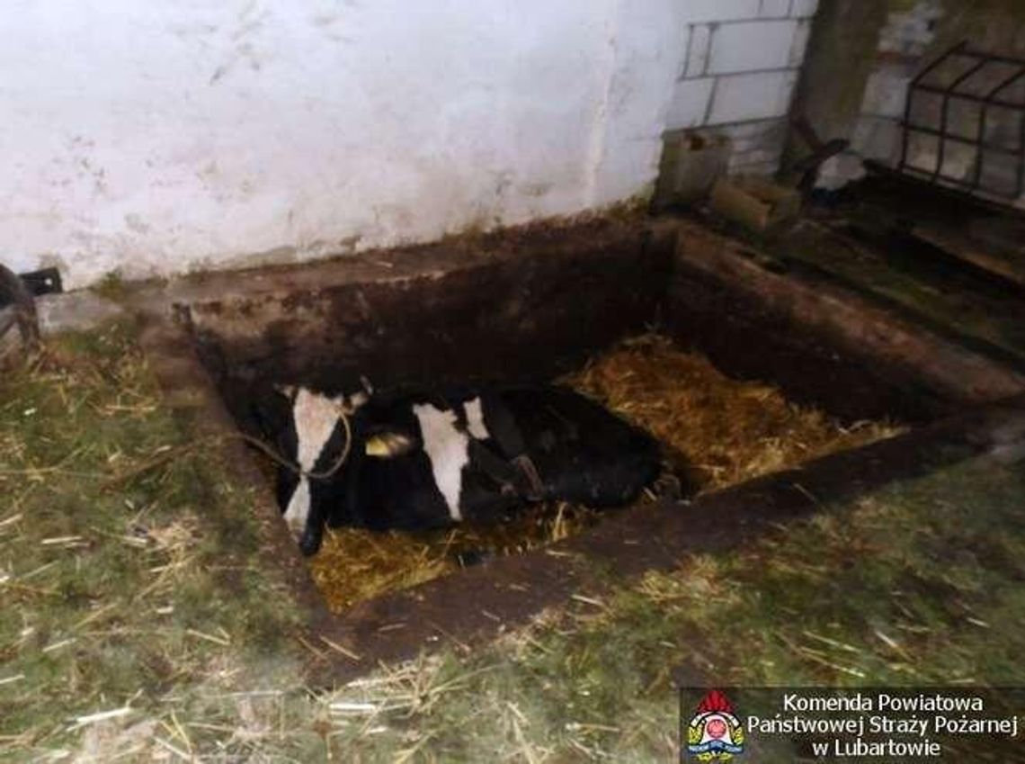 Strażacy wyciągnęli krowę, która wpadła do szamba