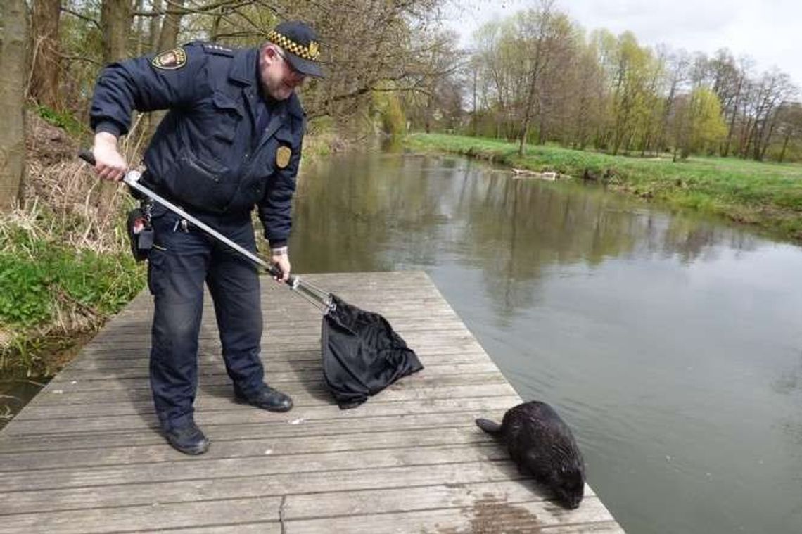 Strażnicy miejscy uratowali bobra. Zwierzę utknęło w zbiorniku (zdjęcia) Strażnicy miejscy uratowali bobra. Zwierzę utknęło w zbiorniku (zdjęcia)