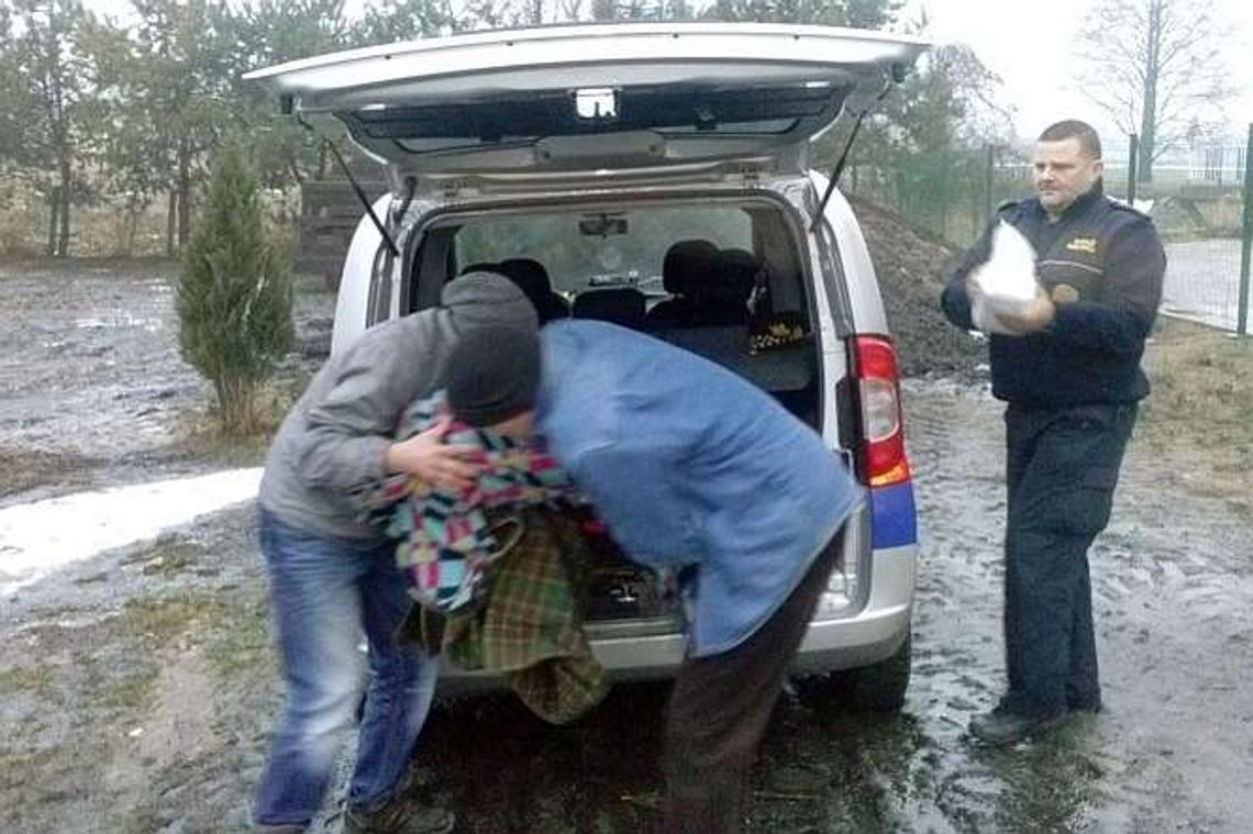 Strażnicy miejscy uratowali łabędzia Strażnicy miejscy uratowali łabędzia