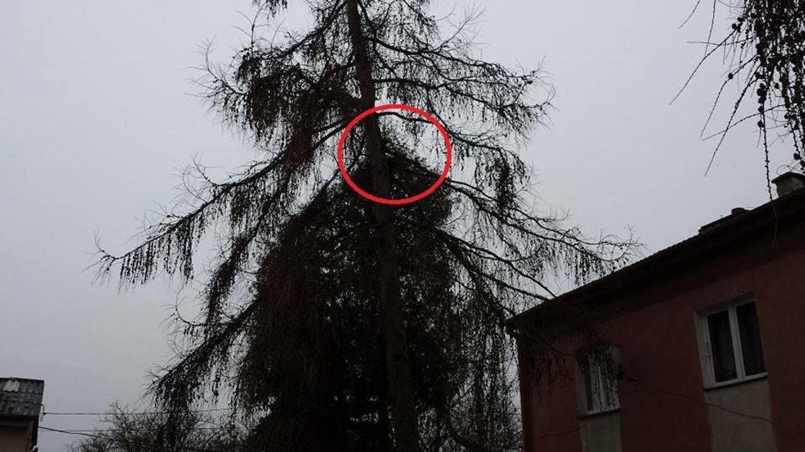 Strzeszkowice Duże: Strażacy ratowali kota [zdjęcia]