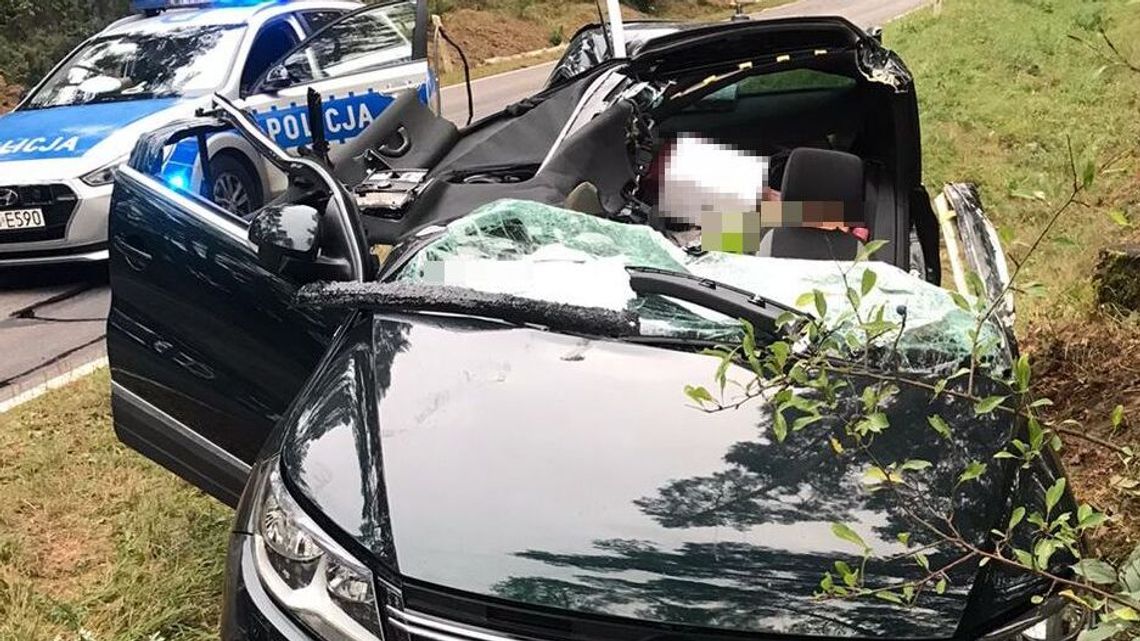 Sucha sosna zgniotła volswagena. Sytuacja jedna na milion Sucha sosna zgniotła volswagena. Sytuacja jedna na milion