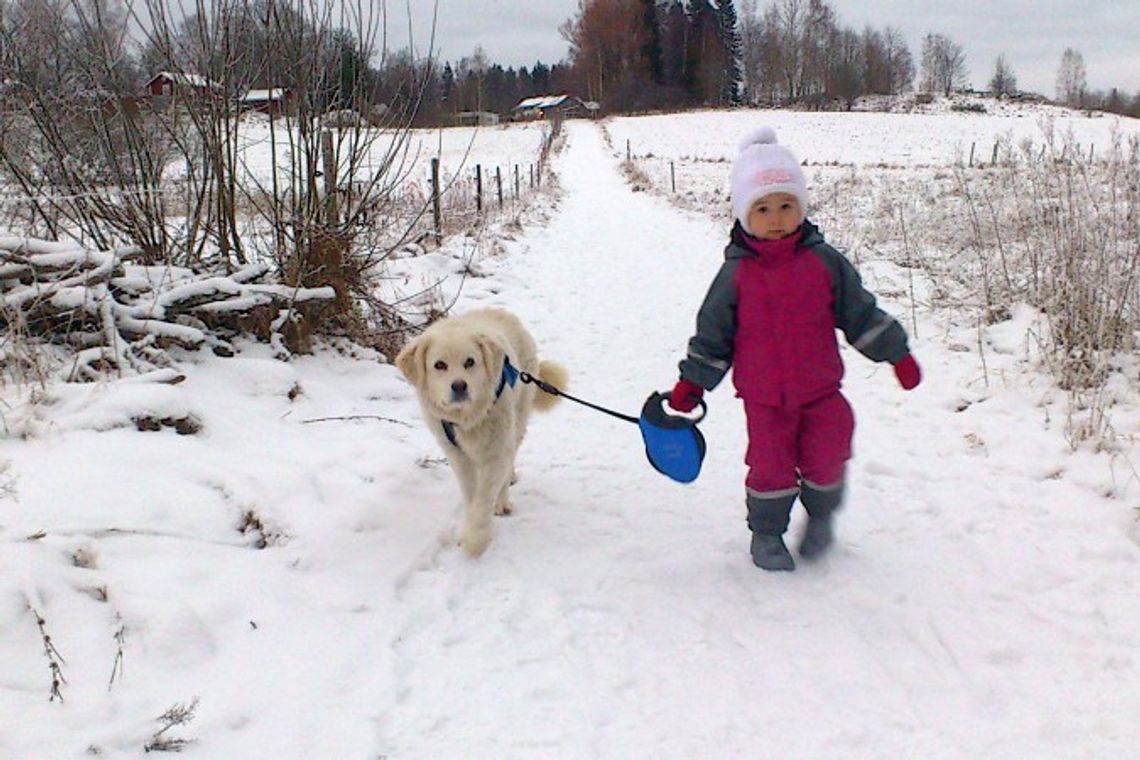 Suczka z Bełżyc znalazła nowy dom w Szwecji Suczka z Bełżyc znalazła nowy dom w Szwecji