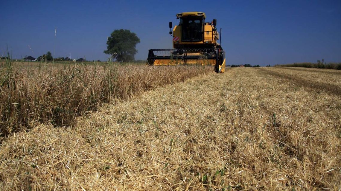 Susza dała się we znaki rolnikom. Duże straty w Lubelskiem Susza dała się we znaki rolnikom. Duże straty w Lubelskiem